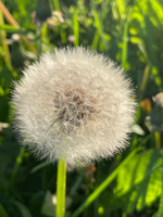 Pusteblume